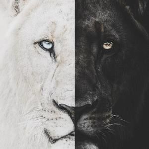 Meet your Posher, Gratziela